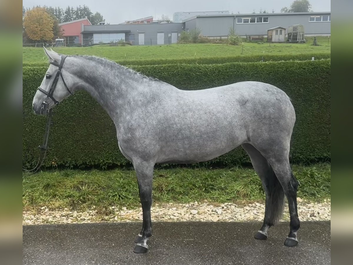 Caballo de deporte alemán Yegua 5 años 164 cm Tordo rodado in Gerstetten