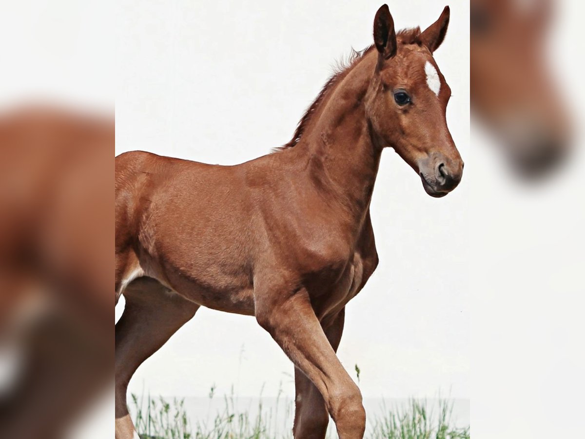 Caballo de deporte alemán Yegua 5 años 165 cm Alazán in Burgthann