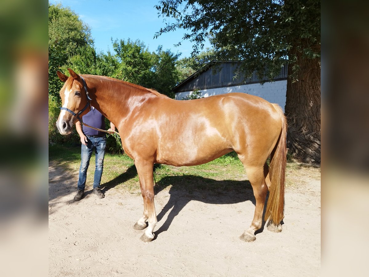 Caballo de deporte alemán Yegua 5 años 165 cm Alazán in Wulkow
