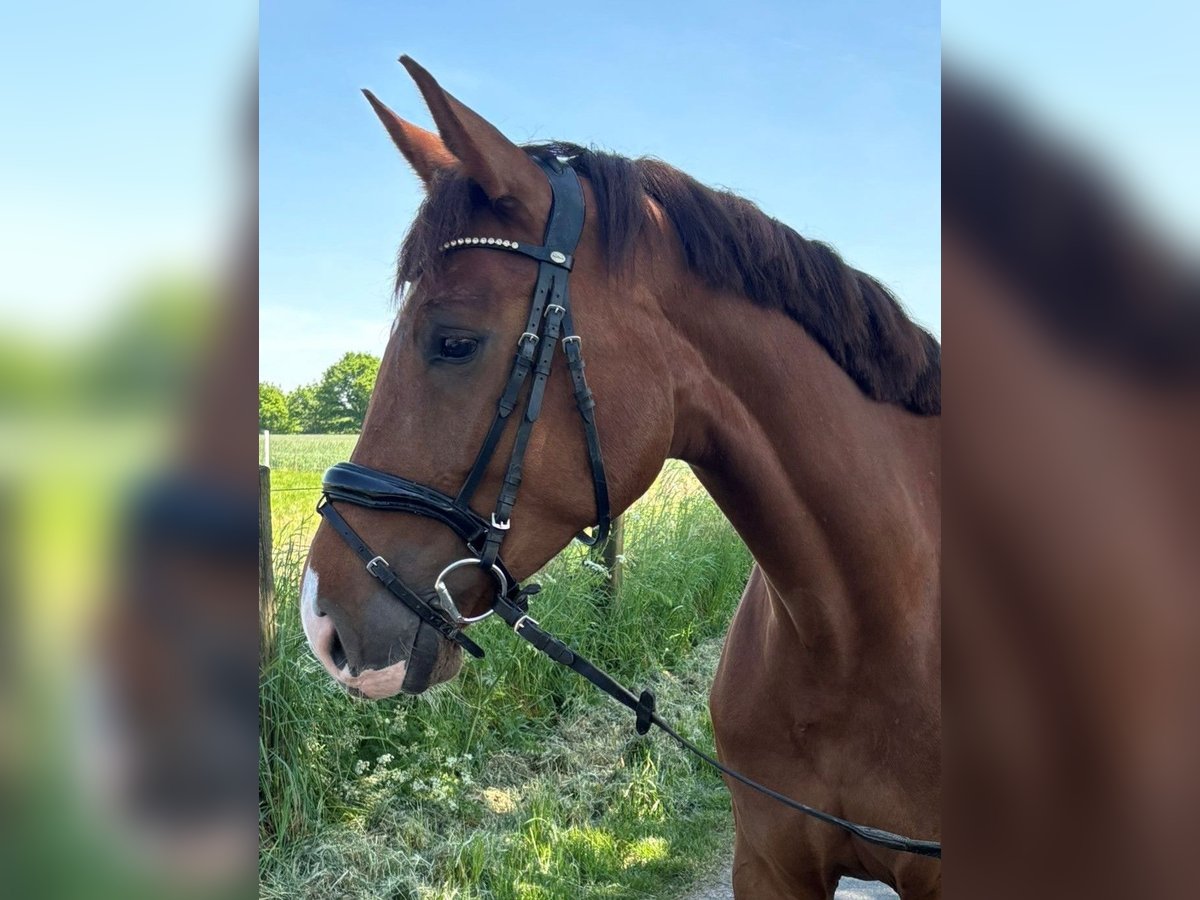 Caballo de deporte alemán Yegua 5 años 165 cm Alazán-tostado in L&#xFC;dinghausen