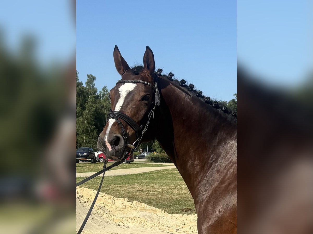 Caballo de deporte alemán Yegua 5 años 165 cm Castaño in Eggenfelden