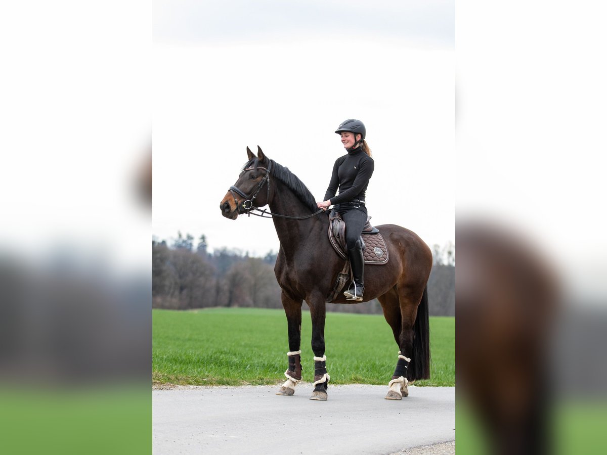 Caballo de deporte alemán Yegua 5 años 165 cm Castaño in Kraiburg am Inn