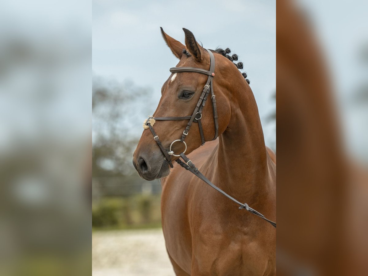 Caballo de deporte alemán Yegua 5 años 165 cm Castaño in Gomadingen