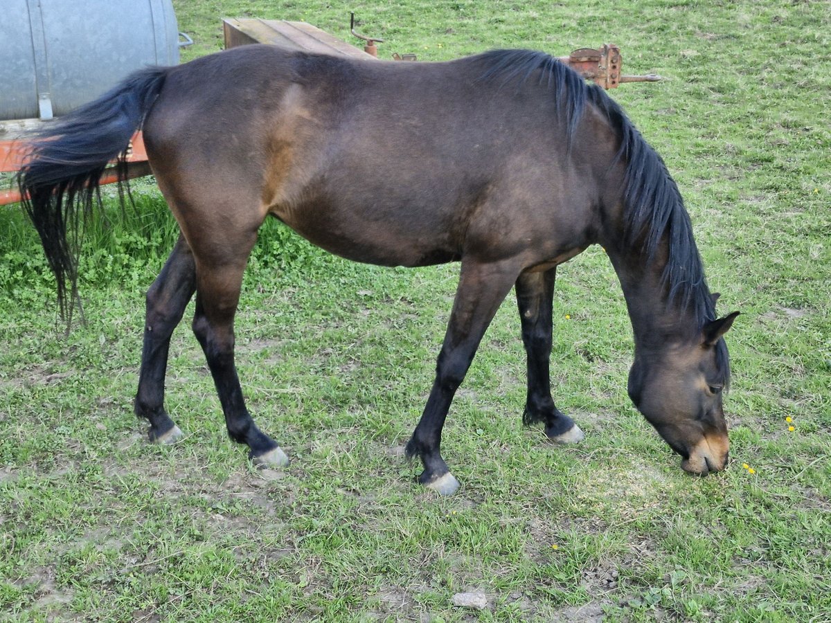 Caballo de deporte alemán Yegua 5 años 165 cm Castaño oscuro in Steinbach-Hallenberg
