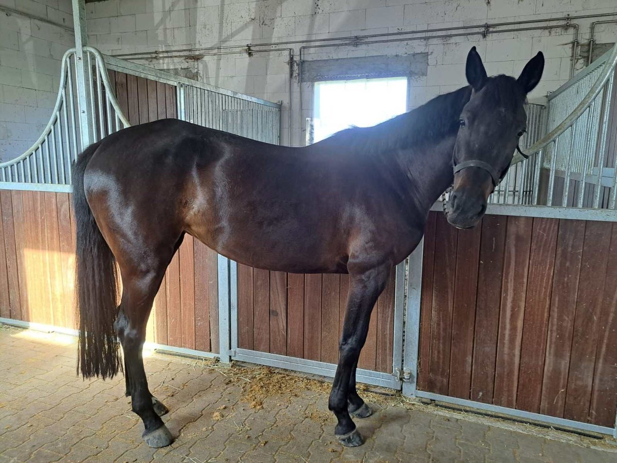 Caballo de deporte alemán Yegua 5 años 165 cm Castaño oscuro in Viernheim