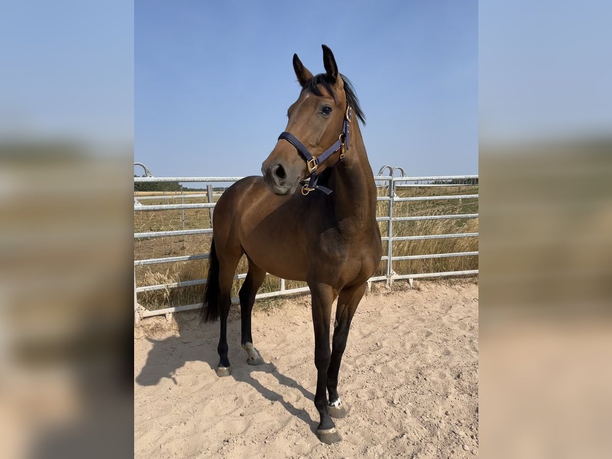 Caballo de deporte alemán Yegua 5 años 165 cm Castaño oscuro in Schopfloch