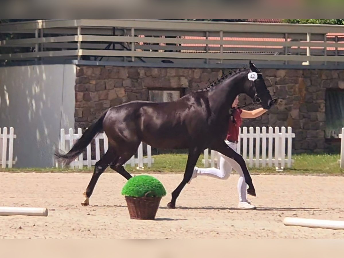 Caballo de deporte alemán Yegua 5 años 165 cm Negro in Beetzendorf