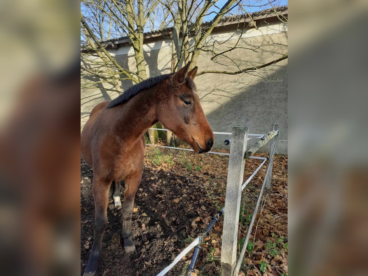 Caballo de deporte alemán Yegua 5 años 166 cm Castaño in Güssefeld