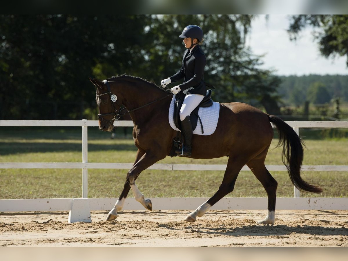 Caballo de deporte alemán Yegua 5 años 166 cm Castaño oscuro in Wulkow