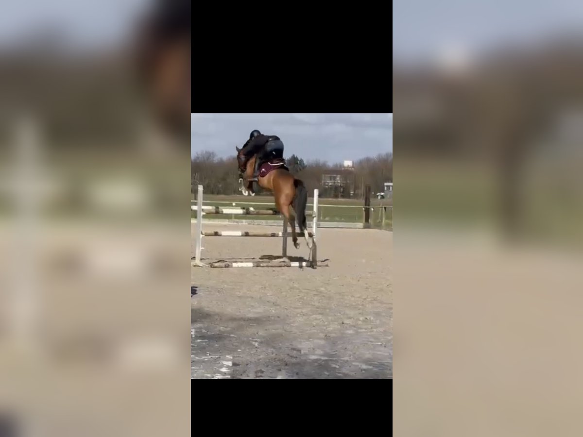 Caballo de deporte alemán Yegua 5 años 166 cm Castaño oscuro in J&#xFC;lichJ&#xFC;lich