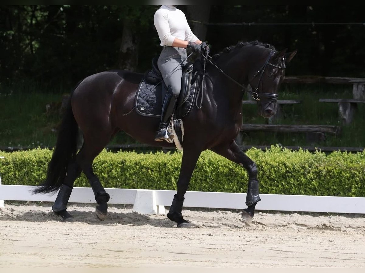 Caballo de deporte alemán Yegua 5 años 166 cm Negro in Neu-Anspach