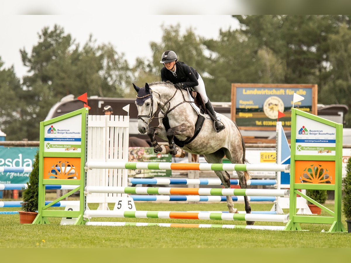 Caballo de deporte alemán Yegua 5 años 166 cm Tordo in Planebruch