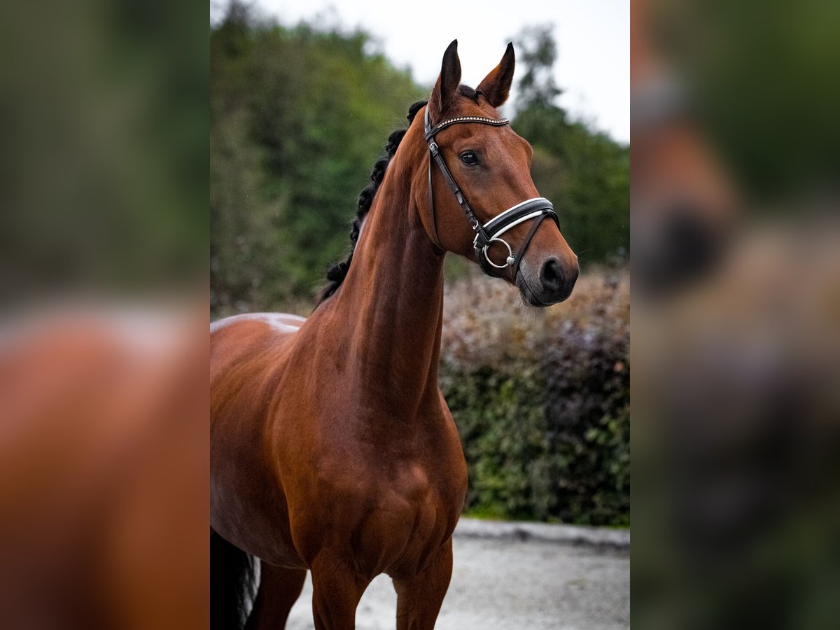 Caballo de deporte alemán Yegua 5 años 167 cm Castaño in Zossen