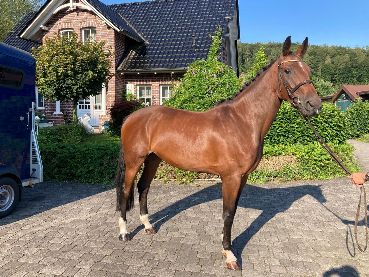 Caballo de deporte alemán Yegua 5 años 167 cm Castaño in Wächtersbach