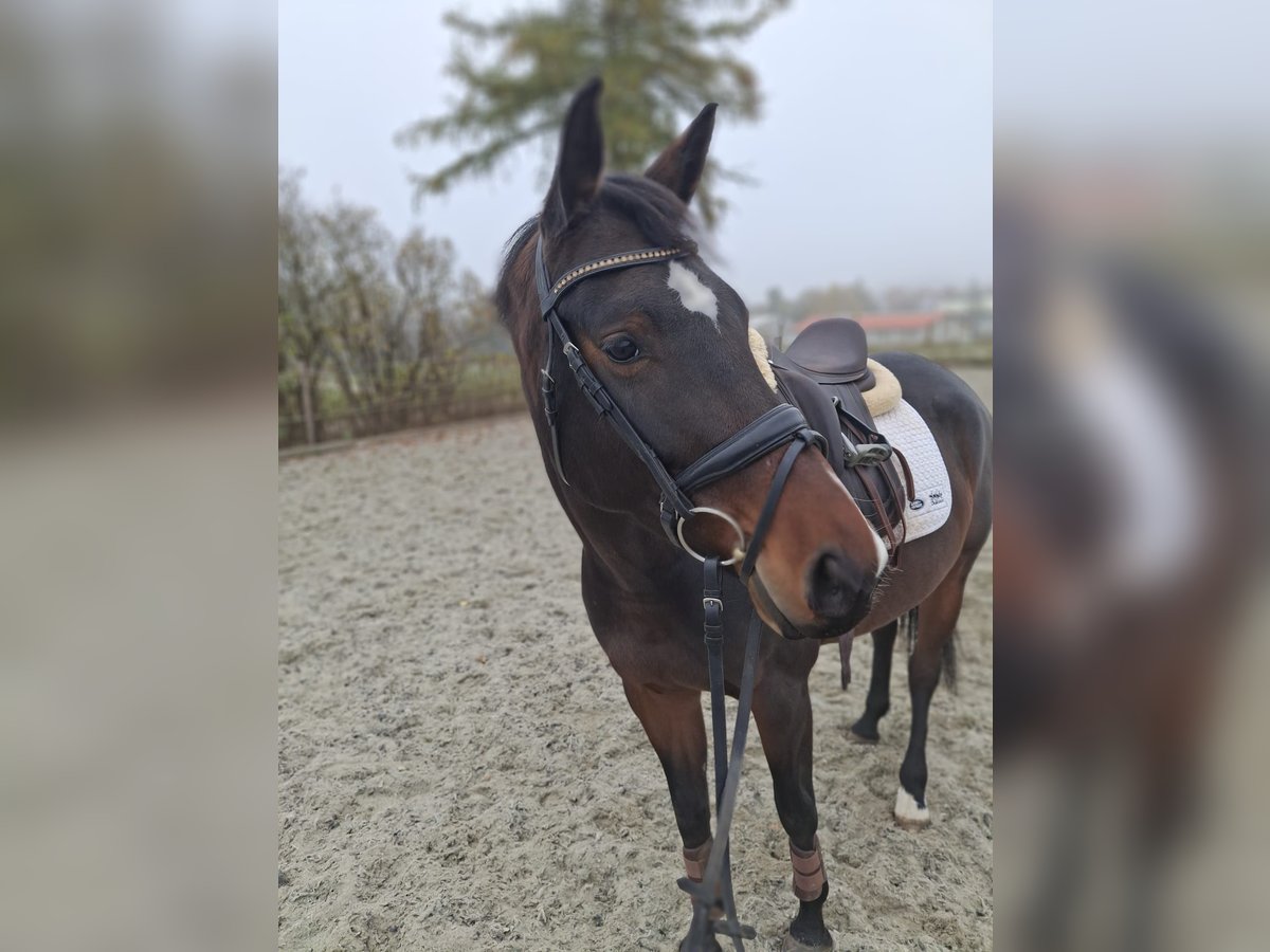 Caballo de deporte alemán Yegua 5 años 167 cm Castaño oscuro in Eglingen