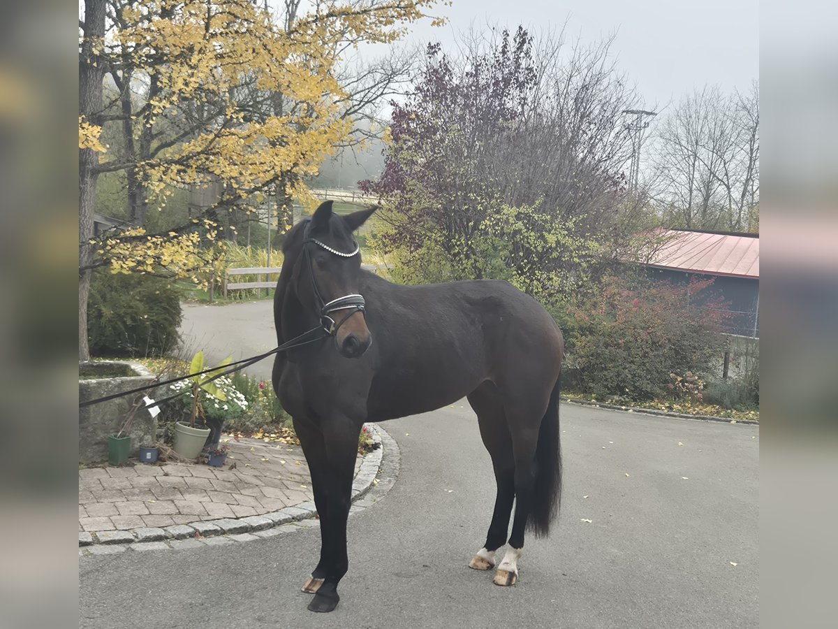 Caballo de deporte alemán Yegua 5 años 167 cm Castaño oscuro in Argenb&#xFC;hl