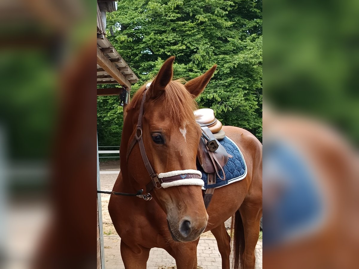 Caballo de deporte alemán Yegua 5 años 168 cm Alazán in Braunschweig