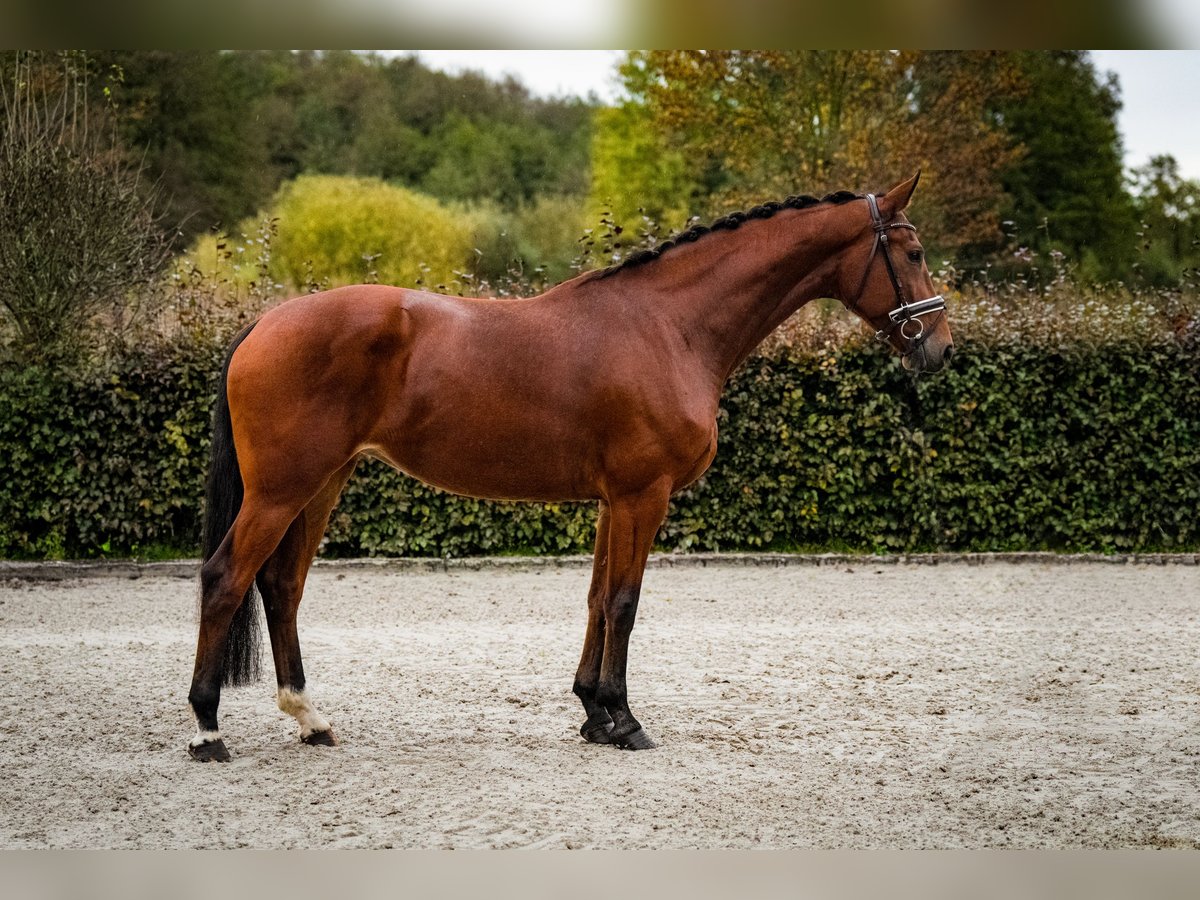 Caballo de deporte alemán Yegua 5 años 168 cm Castaño in Zossen