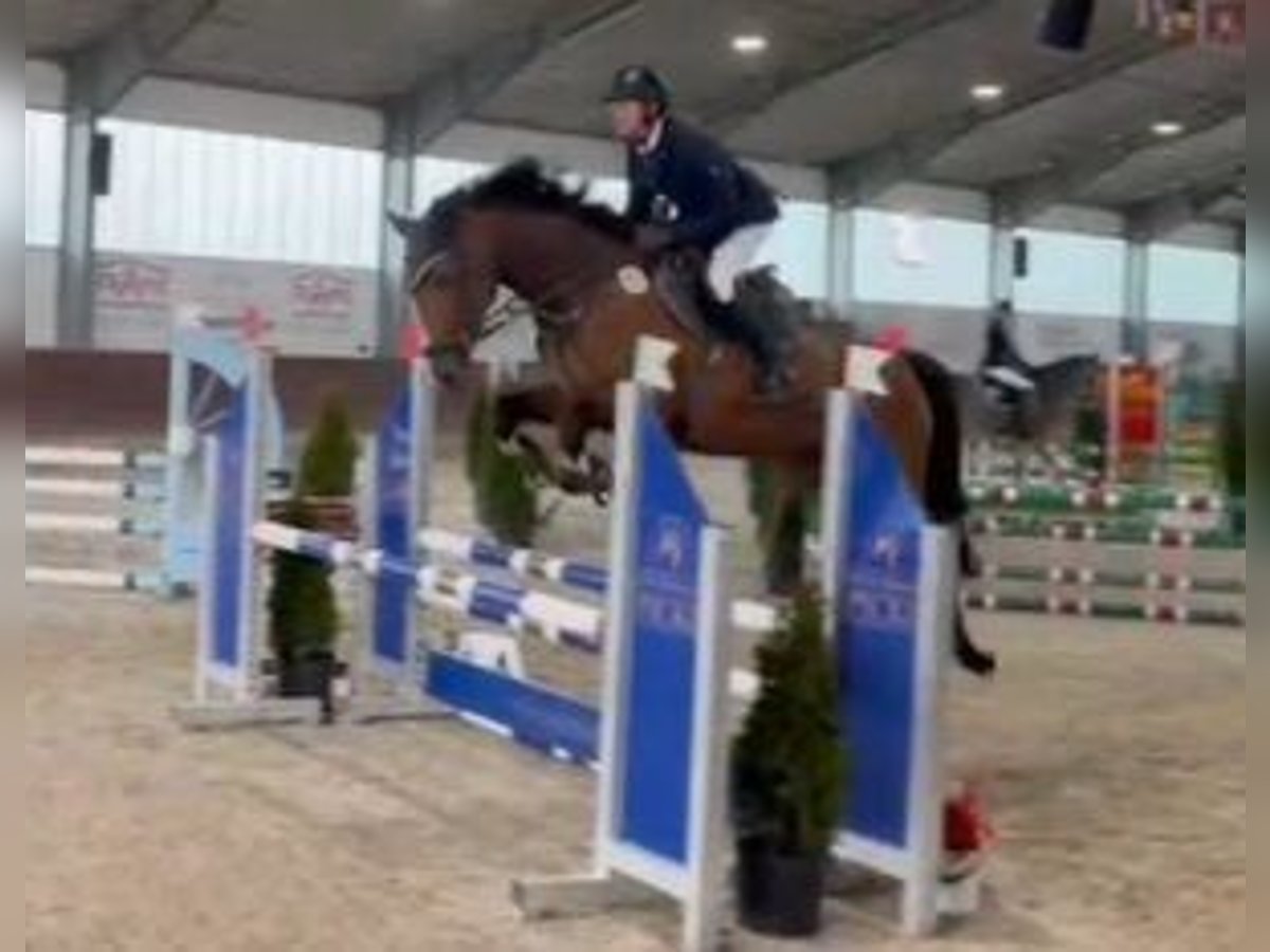 Caballo de deporte alemán Yegua 5 años 168 cm Castaño in Gerstetten