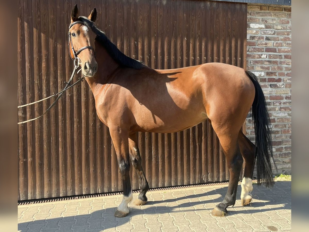 Caballo de deporte alemán Yegua 5 años 168 cm Castaño in Grevenbroich