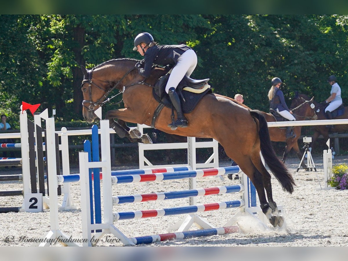 Caballo de deporte alemán Yegua 5 años 169 cm Castaño in Beilrode