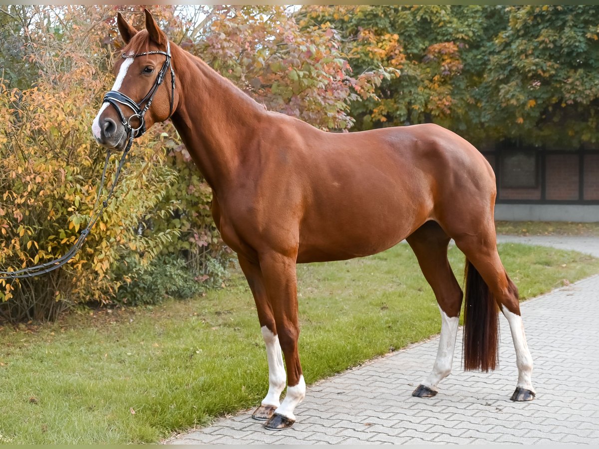 Caballo de deporte alemán Yegua 5 años 170 cm Alazán in Krumke