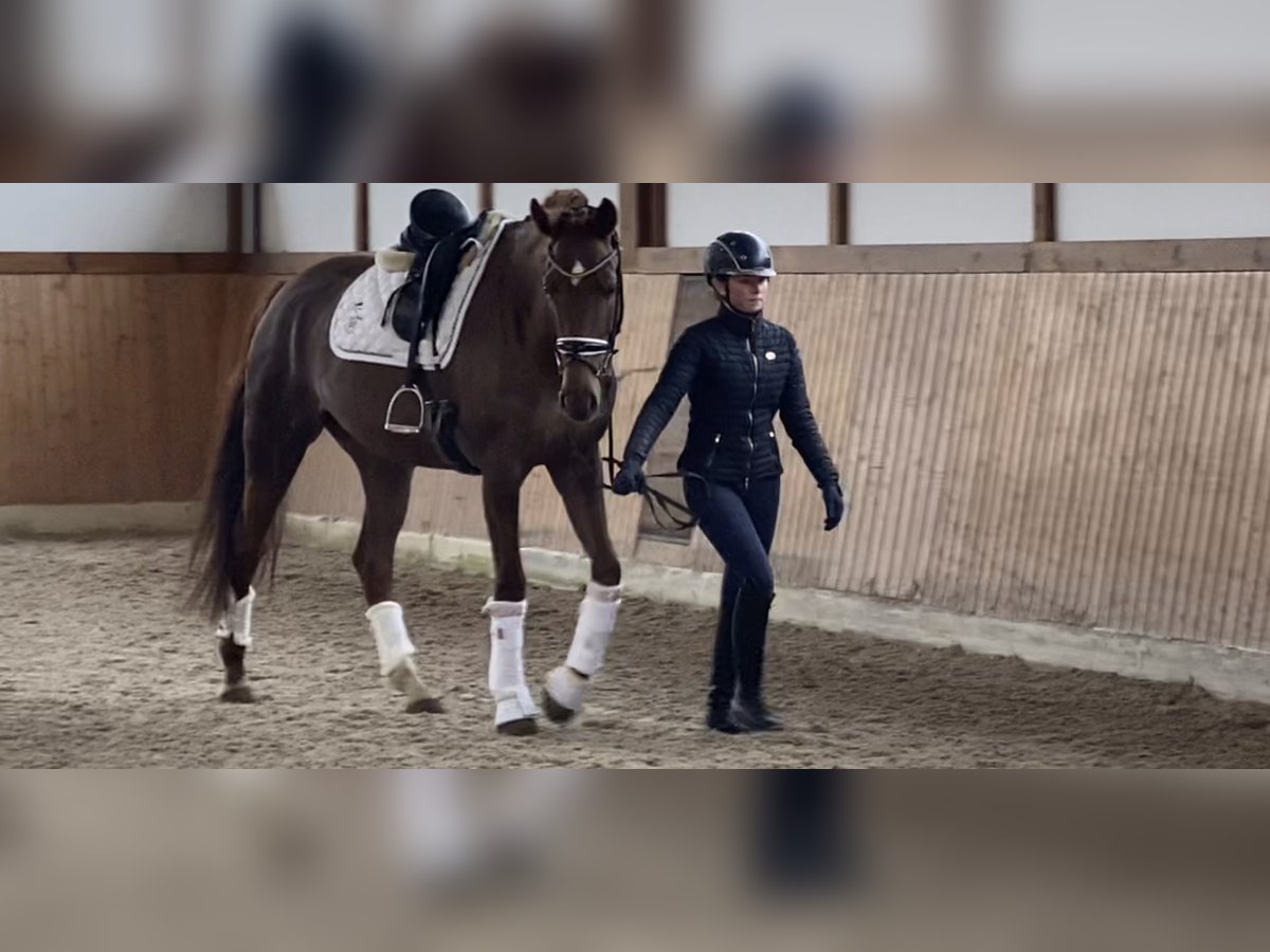 Caballo de deporte alemán Yegua 5 años 170 cm Alazán-tostado in Fellbach