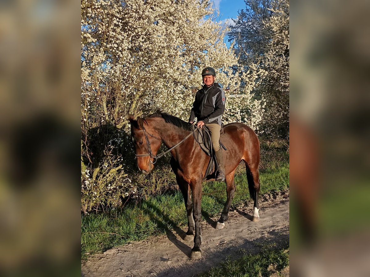 Caballo de deporte alemán Yegua 5 años 170 cm Castaño oscuro in Sonnewalde