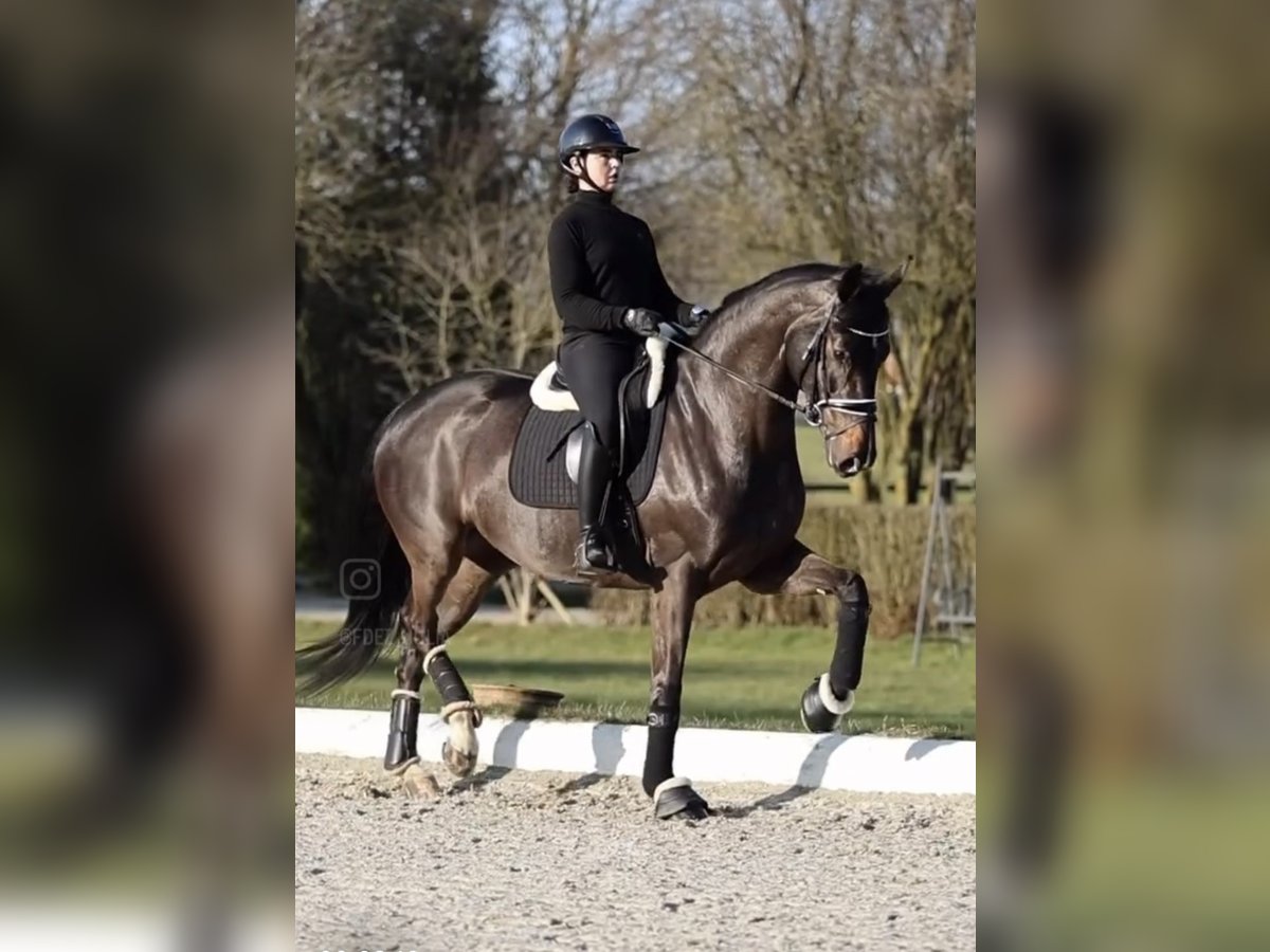 Caballo de deporte alemán Yegua 5 años 170 cm Morcillo in Hagen am Teutoburger Wald