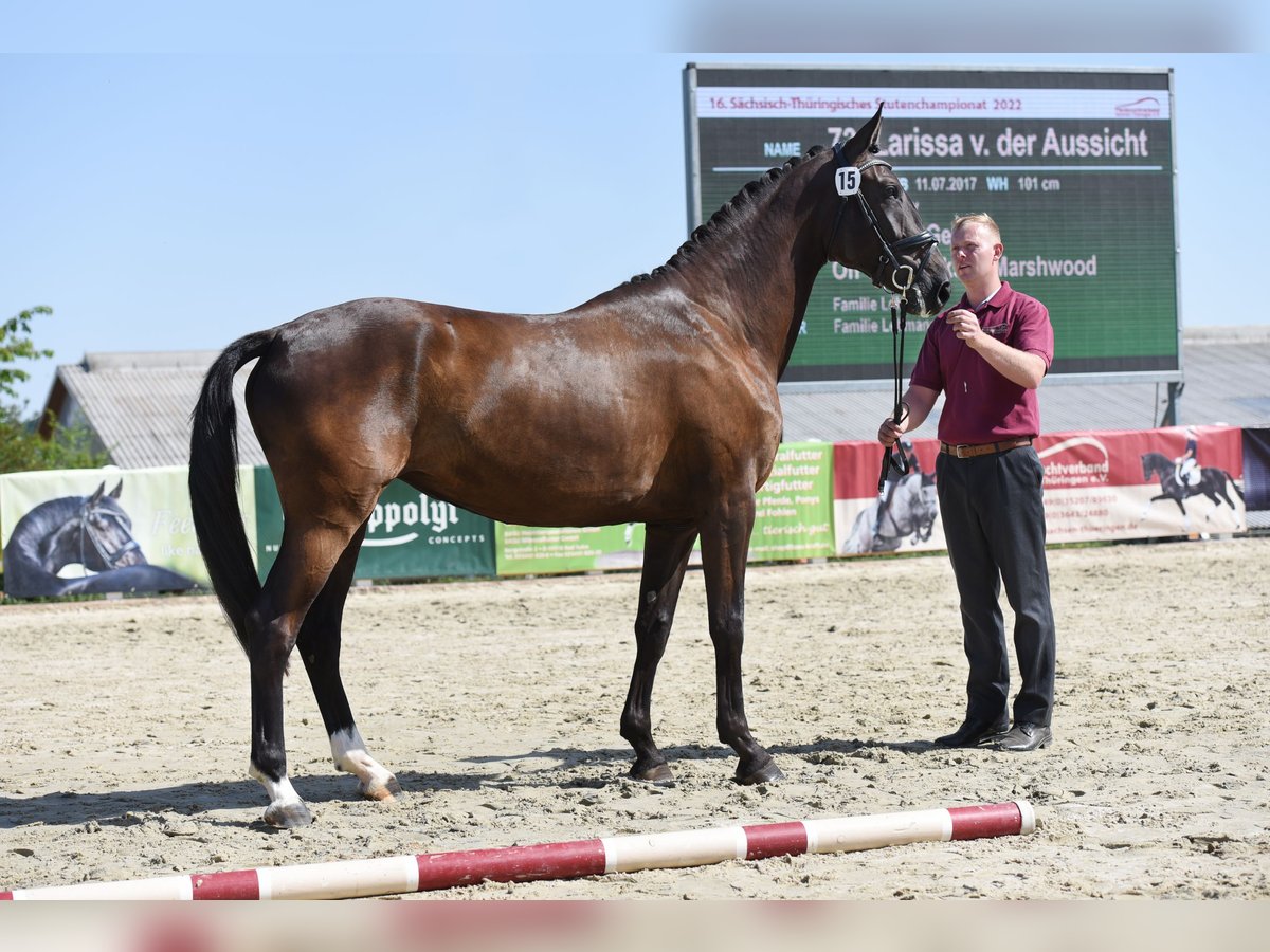 Caballo de deporte alemán Yegua 5 años 170 cm Negro in Beilrode