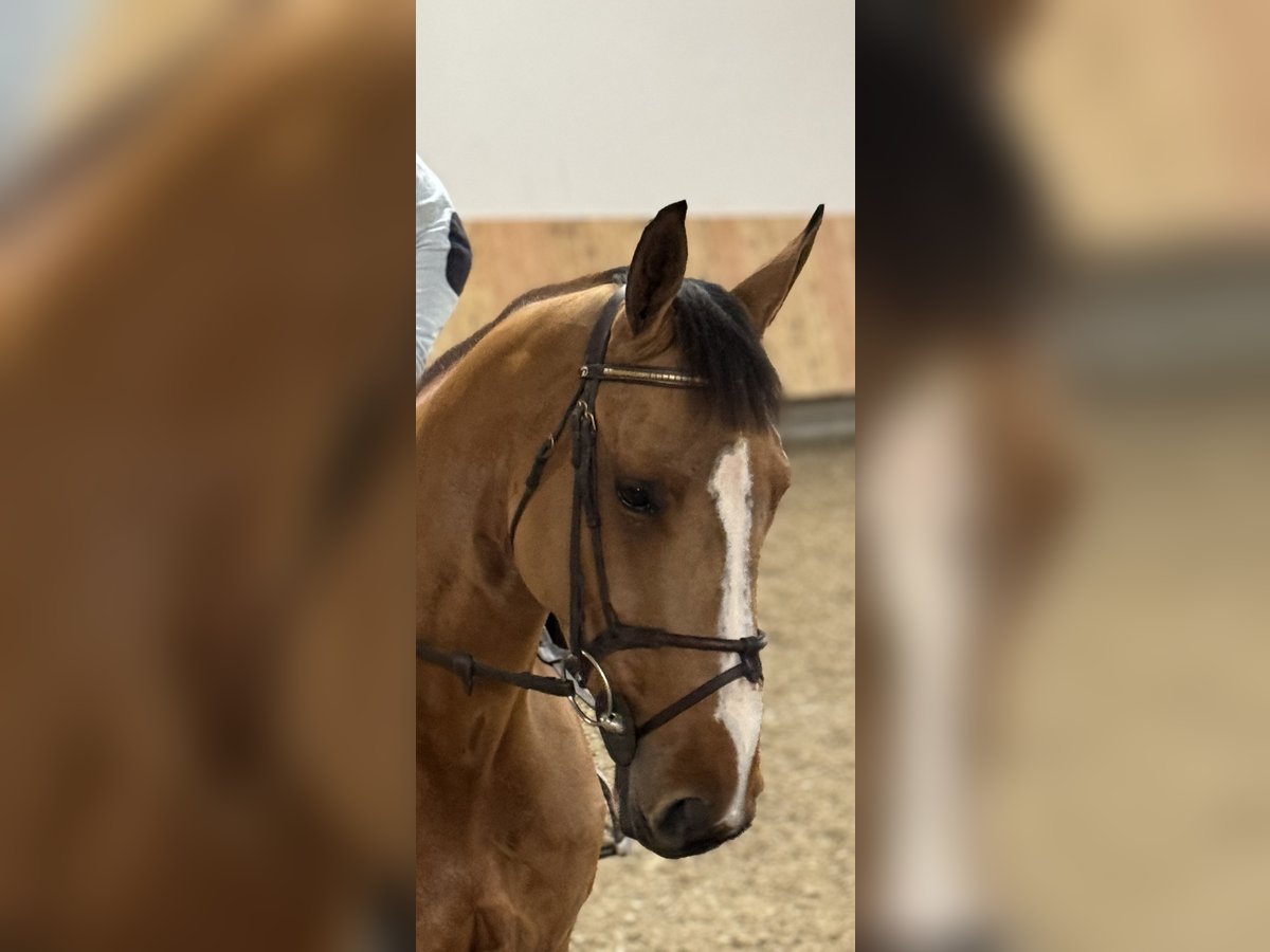 Caballo de deporte alemán Yegua 5 años 171 cm Castaño claro in Erharting