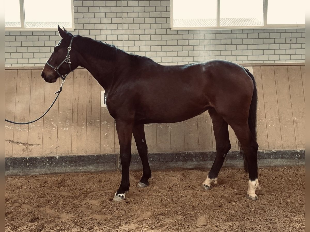 Caballo de deporte alemán Yegua 5 años 173 cm Castaño oscuro in Haldenwang