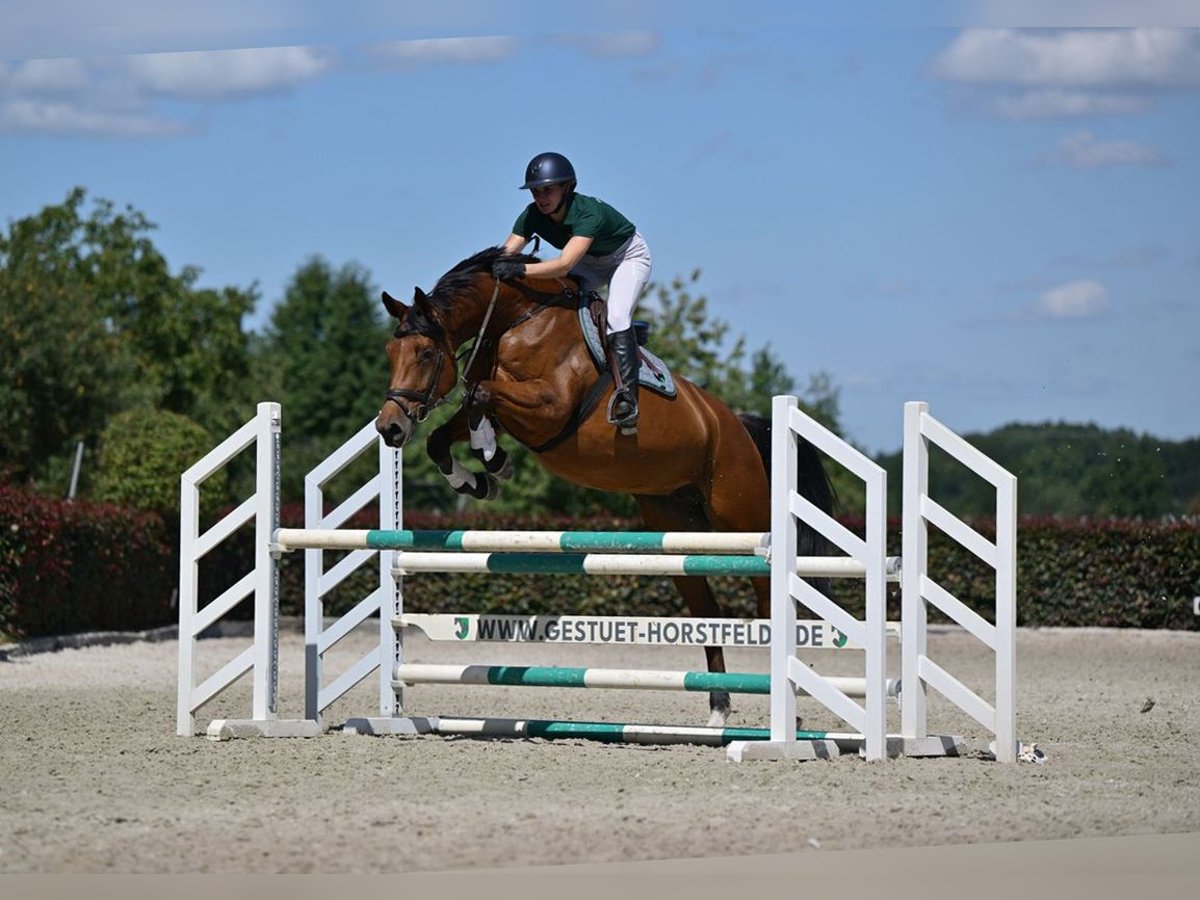 Caballo de deporte alemán Yegua 5 años 174 cm Castaño in Zossen OT Horstfelde