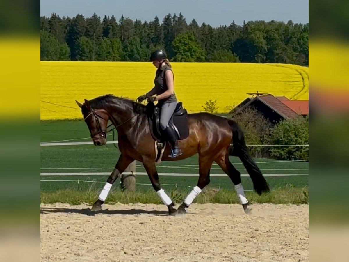 Caballo de deporte alemán Yegua 5 años 175 cm Castaño in Arnstorf