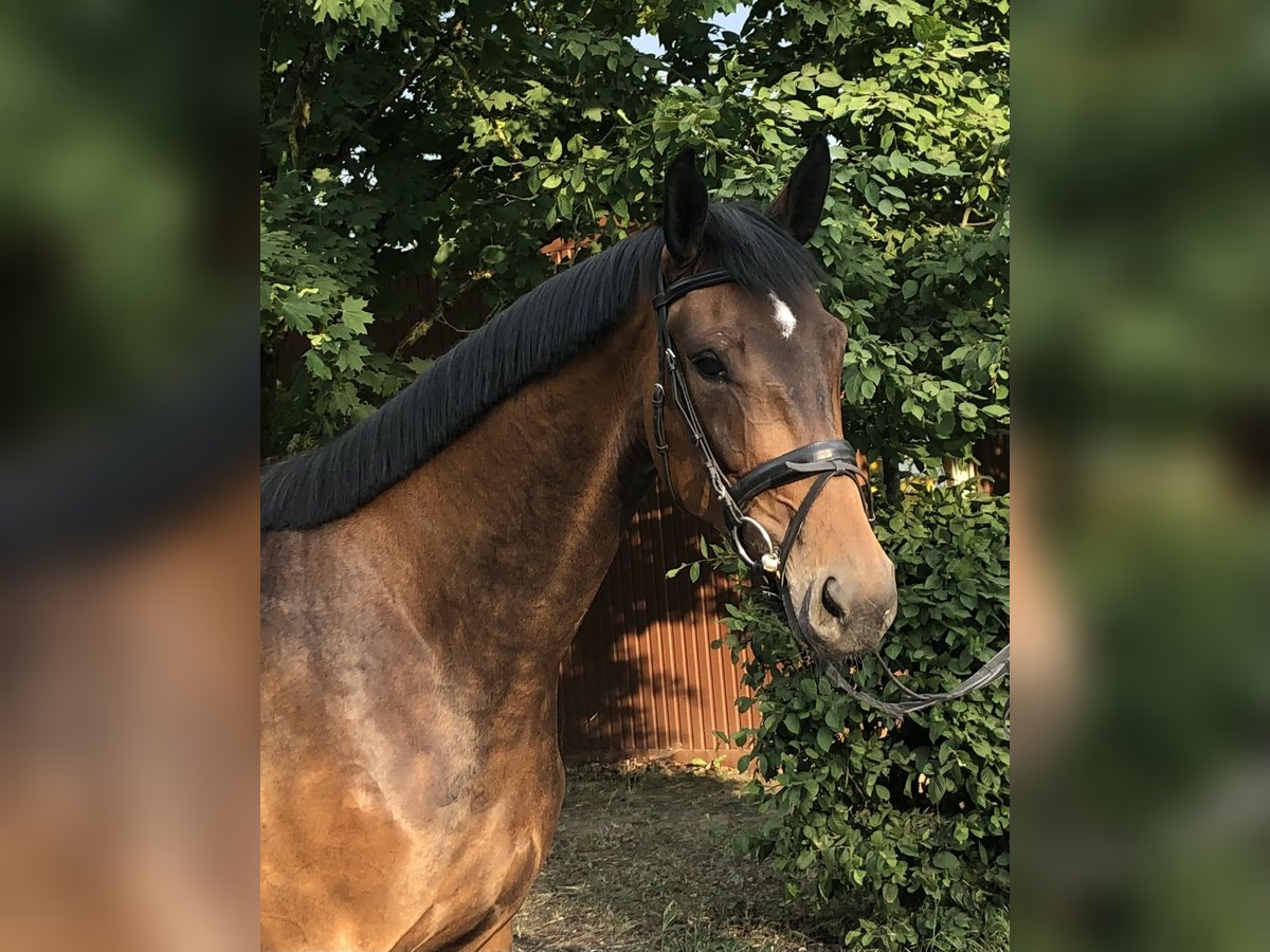 Caballo de deporte alemán Yegua 5 años 175 cm Castaño oscuro in Überherrn