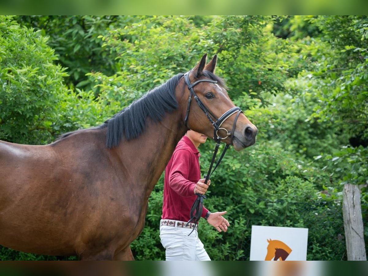 Caballo de deporte alemán Yegua 5 años Castaño in Schönwalde-Glien