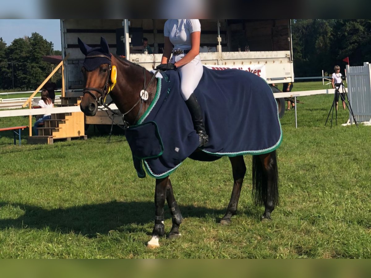 Caballo de deporte alemán Yegua 6 años 155 cm Castaño in Gangkofen