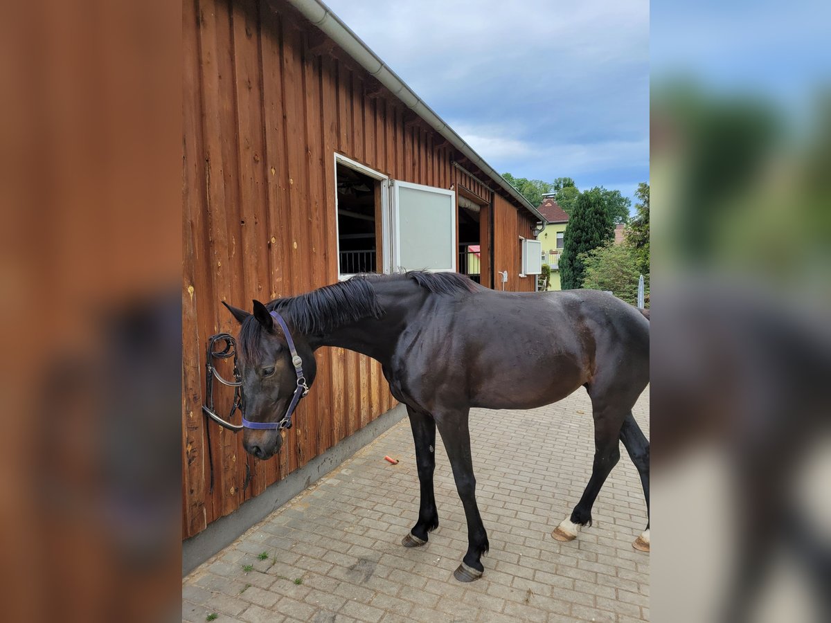 Caballo de deporte alemán Yegua 6 años 160 cm Morcillo in Bautzen