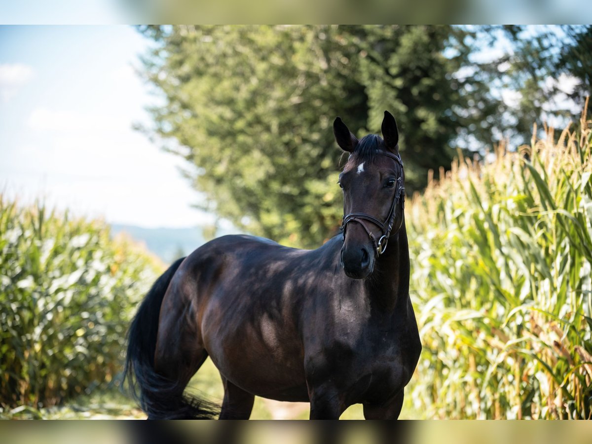 Caballo de deporte alemán Yegua 6 años 161 cm Castaño oscuro in Kirchheim unter Teck