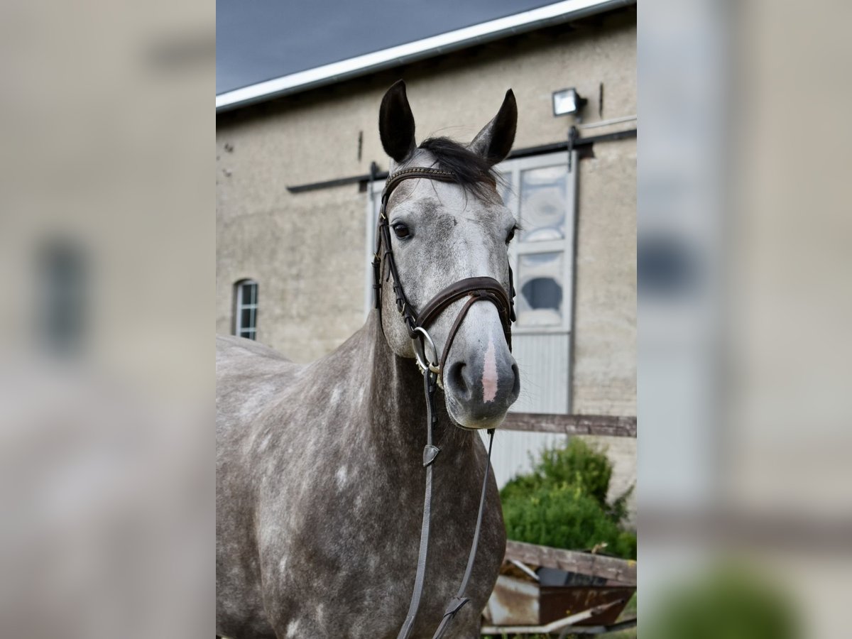 Caballo de deporte alemán Yegua 6 años 161 cm Tordo in Kl&#xF6;tze