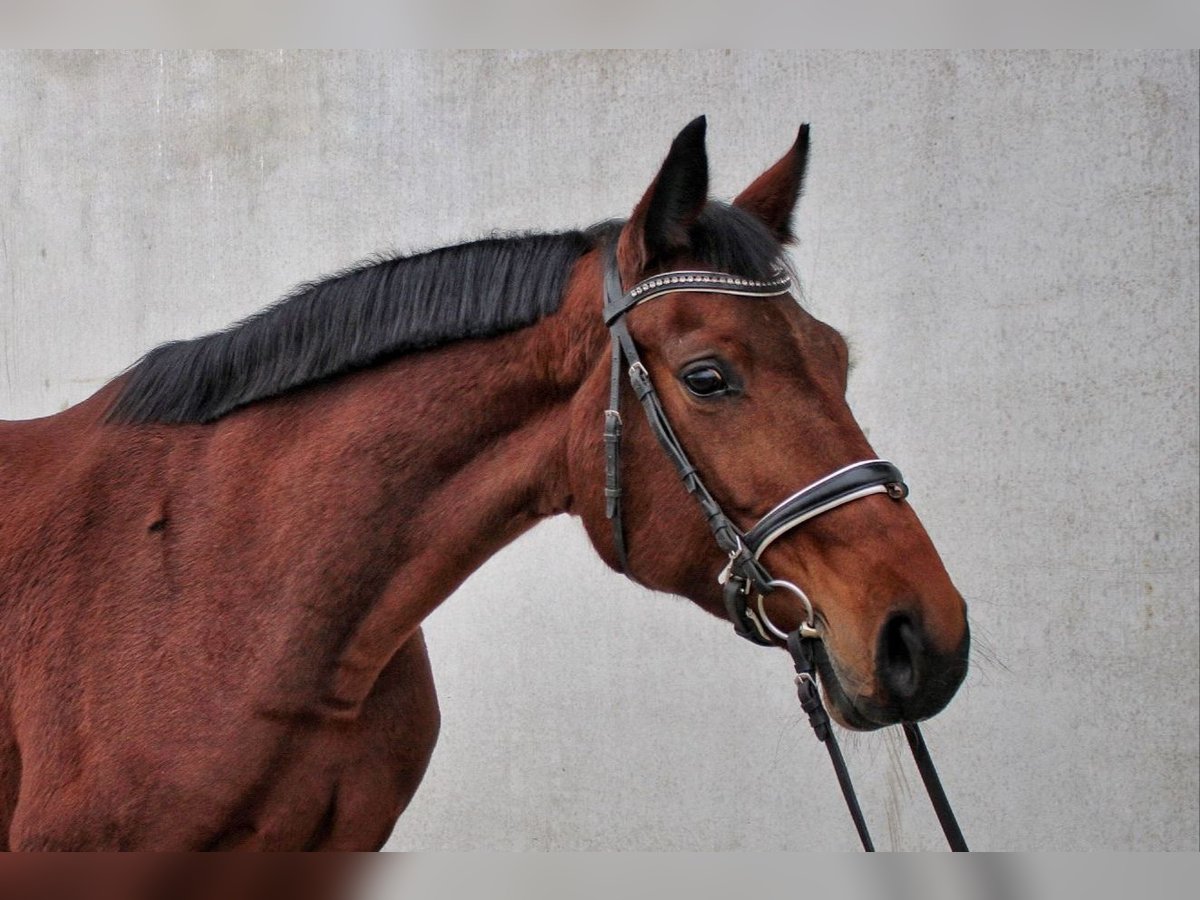 Caballo de deporte alemán Yegua 6 años 162 cm Castaño in Uhingen