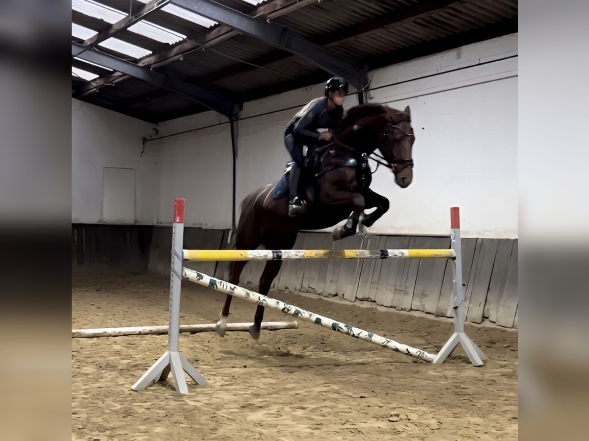 Caballo de deporte alemán Yegua 6 años 165 cm Alazán-tostado in Braunschweig