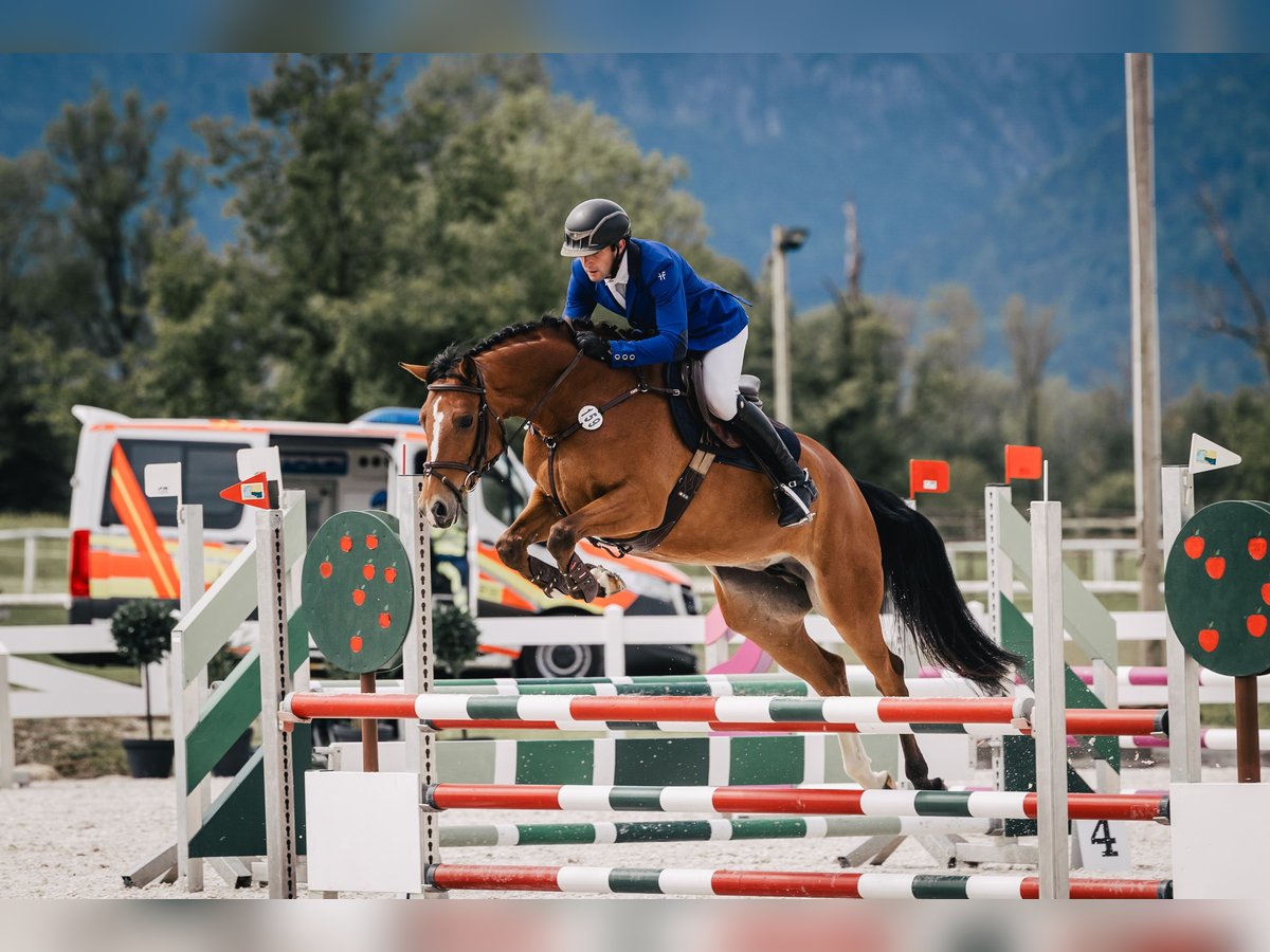 Caballo de deporte alemán Yegua 6 años 165 cm Castaño in Moosach