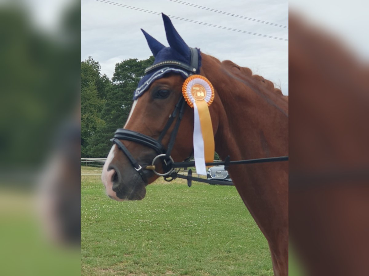 Caballo de deporte alemán Yegua 6 años 166 cm Alazán in K&#xF6;nigheim