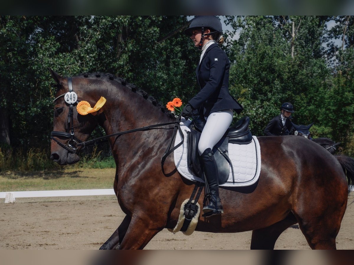 Caballo de deporte alemán Yegua 6 años 167 cm Castaño oscuro in Dahme/Mark