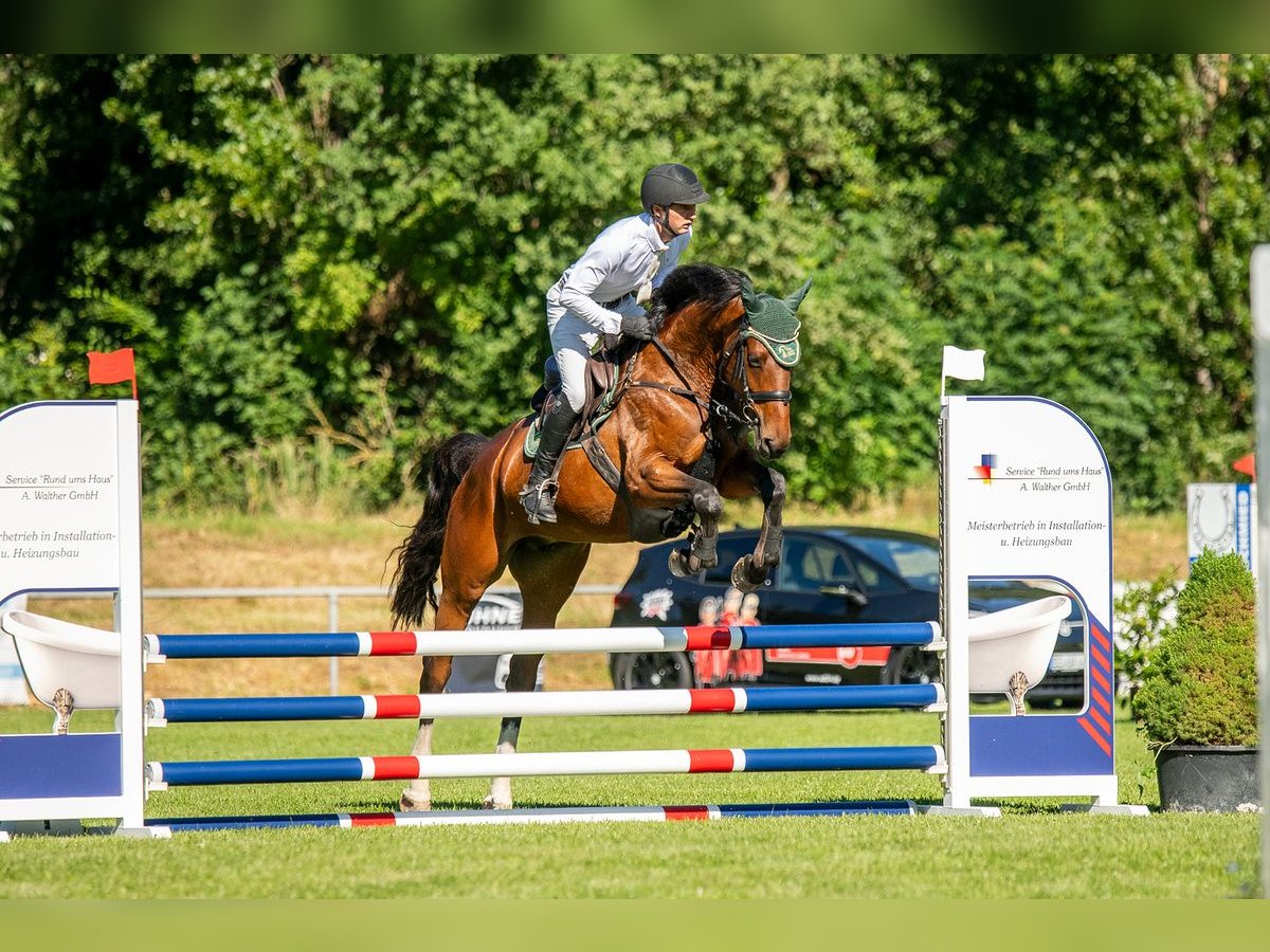 Caballo de deporte alemán Yegua 6 años 167 cm Castaño oscuro in Bad Schmiedeberg