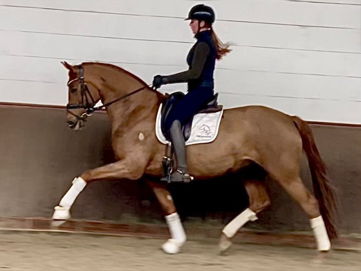 Caballo de deporte alemán Yegua 6 años 168 cm Alazán in Lohne (Oldenburg)