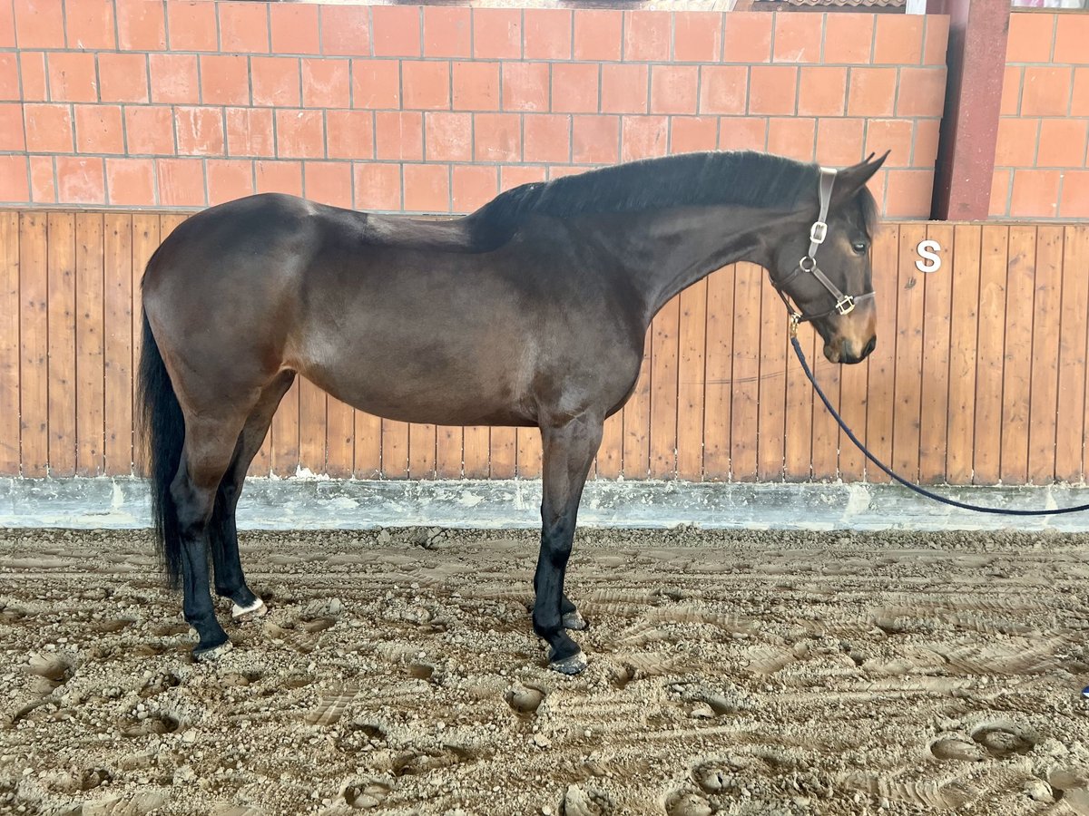 Caballo de deporte alemán Yegua 6 años 168 cm Castaño oscuro in Hattstedt