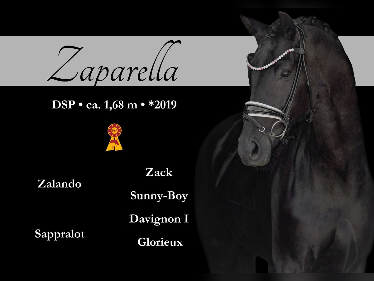 Caballo de deporte alemán Yegua 6 años 168 cm Negro in Wehringen