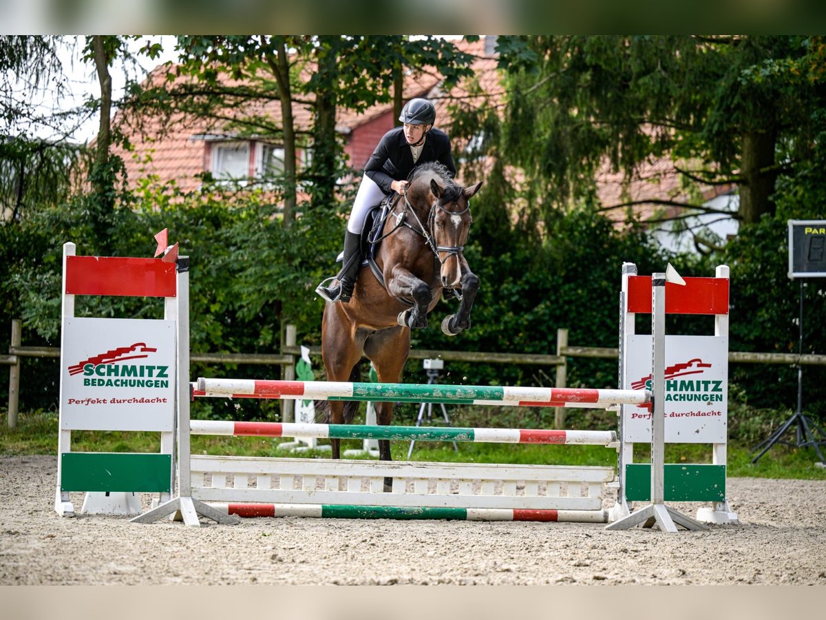 Caballo de deporte alemán Yegua 6 años 169 cm Castaño in Borgholzhausen